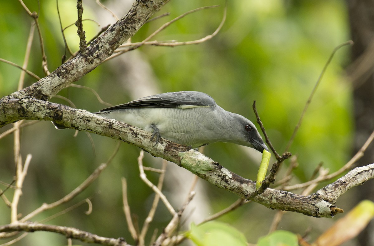 Large Cuckooshrike - ML604847521