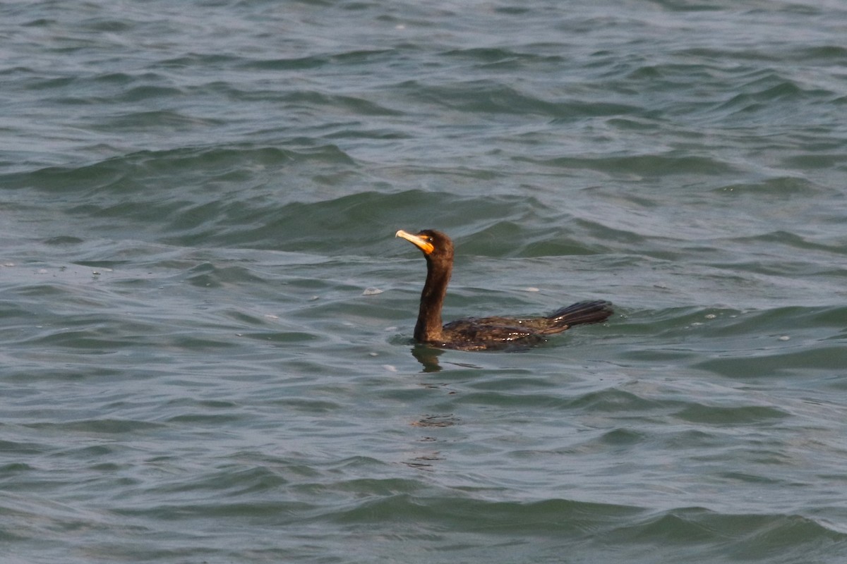 Double-crested Cormorant - ML604847561