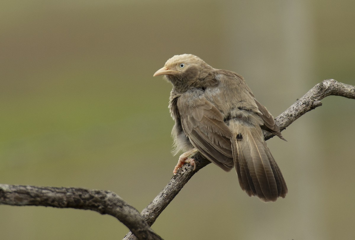 Yellow-billed Babbler - ML604847731