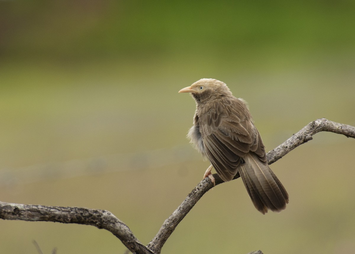 Yellow-billed Babbler - sreekanth c