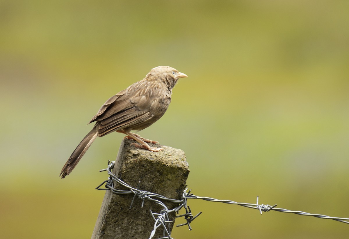 Yellow-billed Babbler - sreekanth c