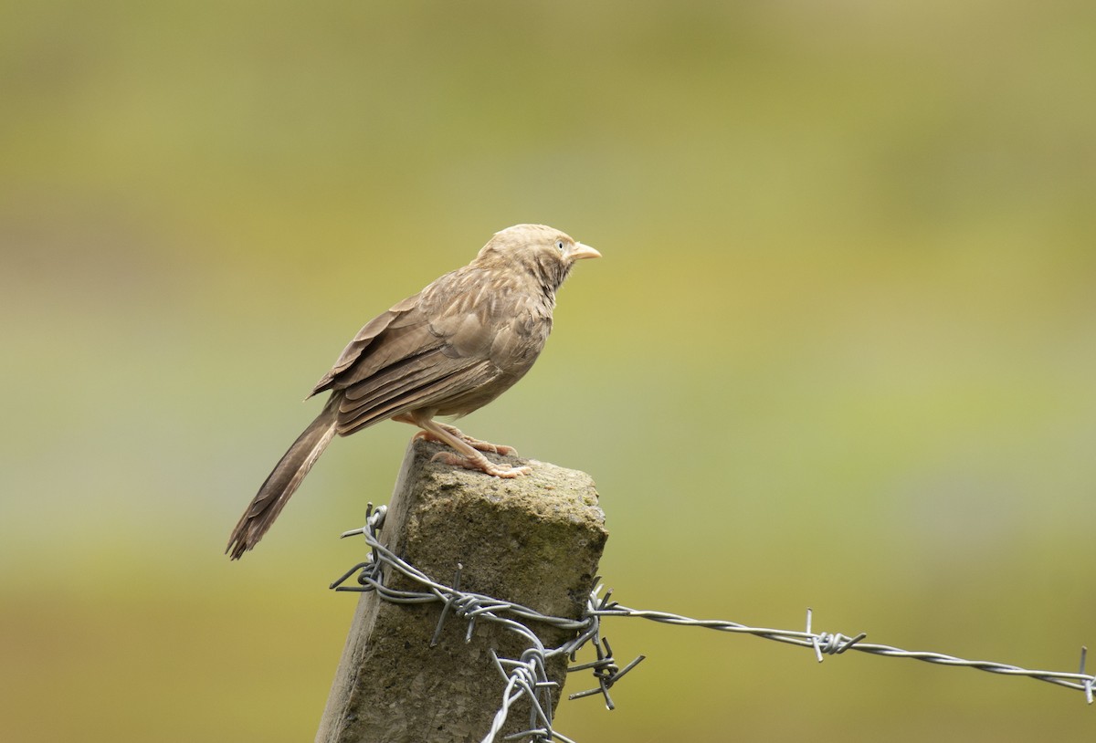 Yellow-billed Babbler - ML604847801