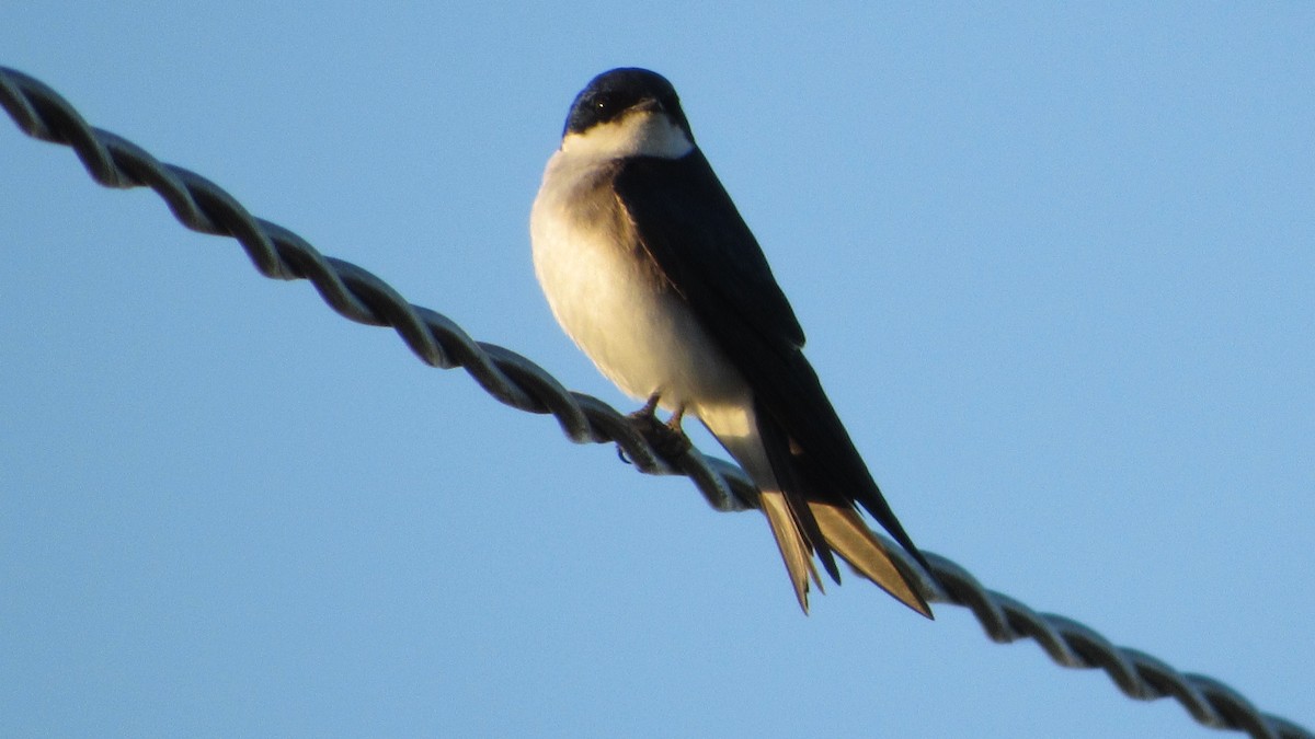 Chilean Swallow - tusken birder