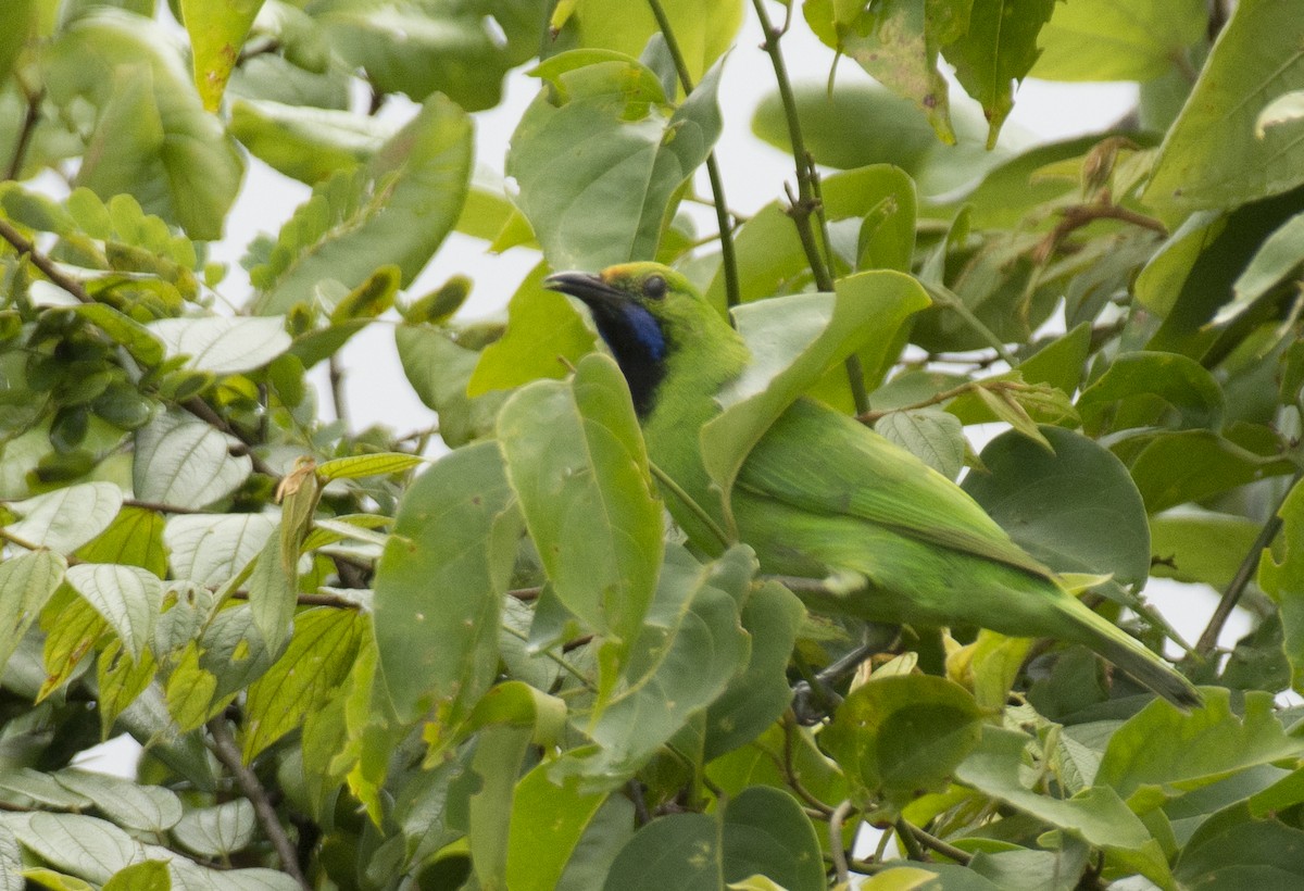 Golden-fronted Leafbird - sreekanth c