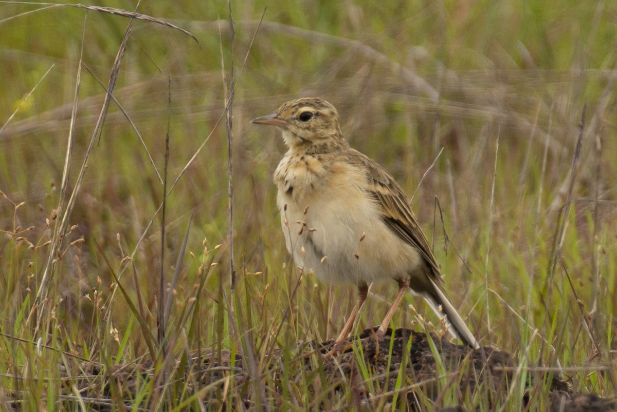 Paddyfield Pipit - sreekanth c