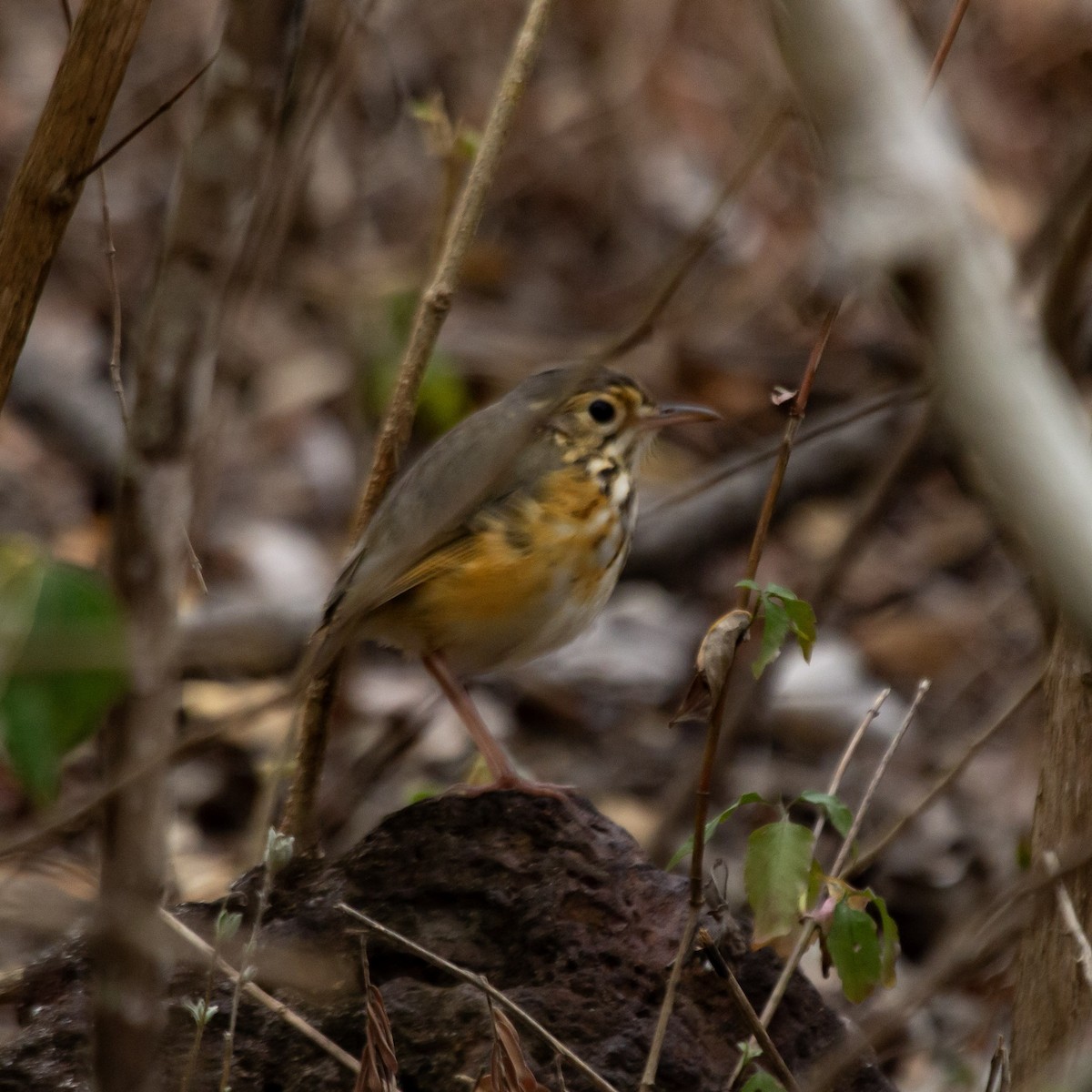 White-browed Antpitta - Lucas  Aosf