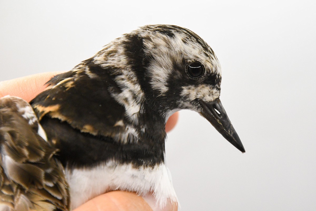 Ruddy Turnstone - ML604848421