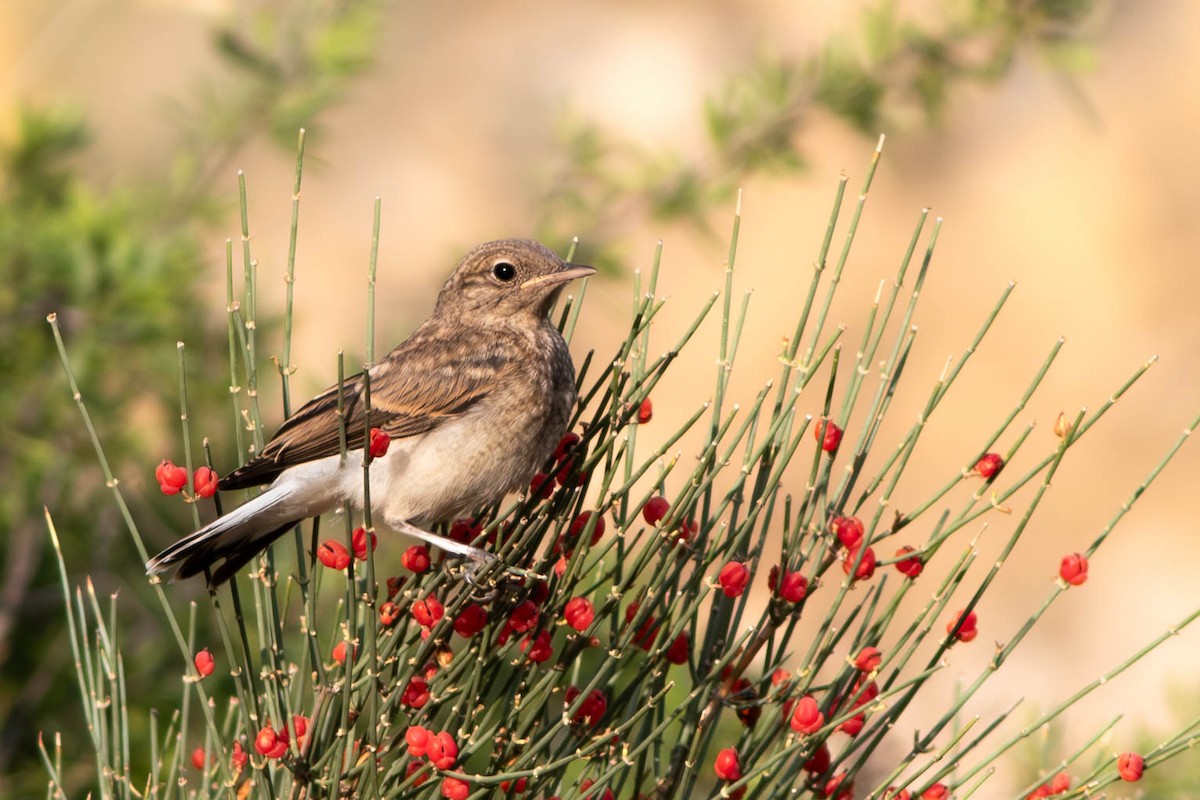 Pied Wheatear - ML604850991