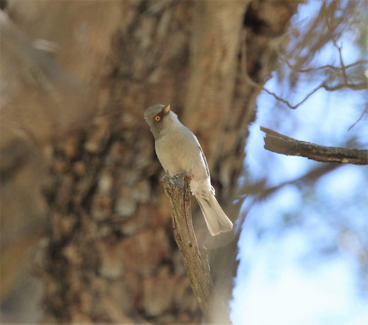 Yellow-eyed Junco - ML60485201