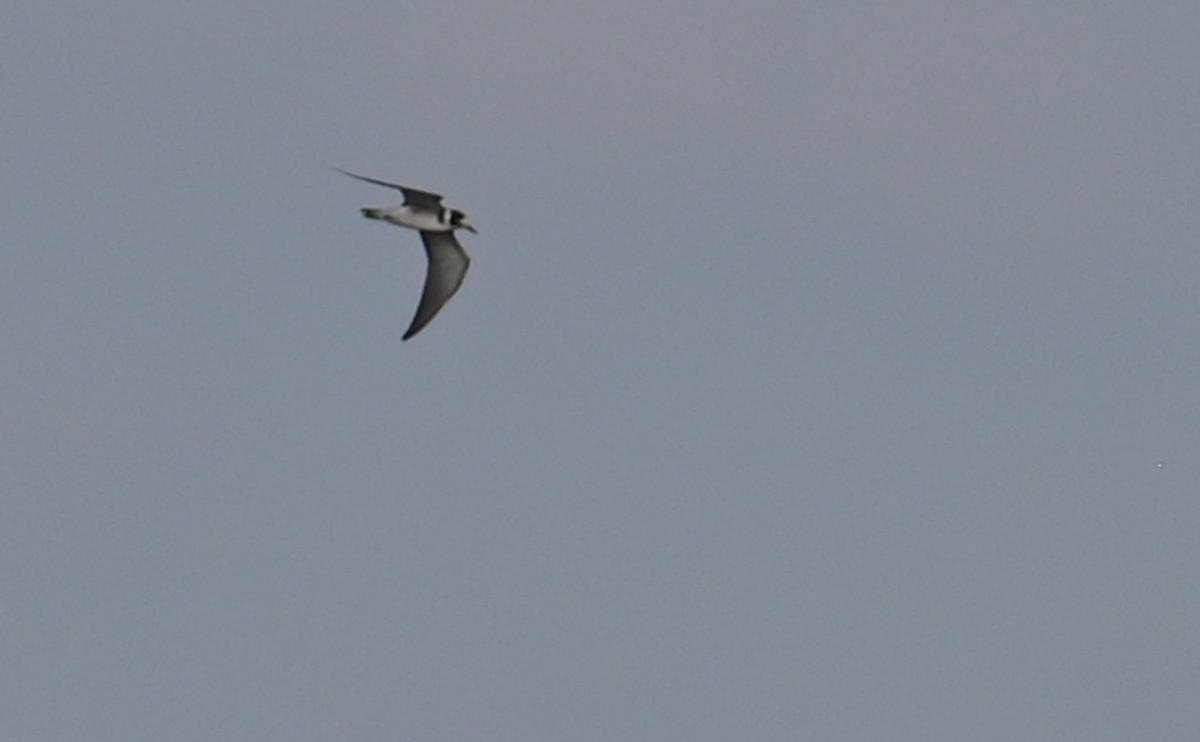 Black Tern - Rob Bielawski