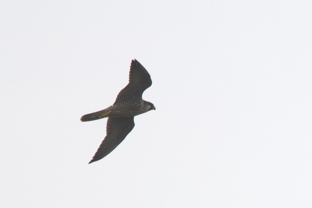 Peregrine Falcon (Eurasian) - ML604853451