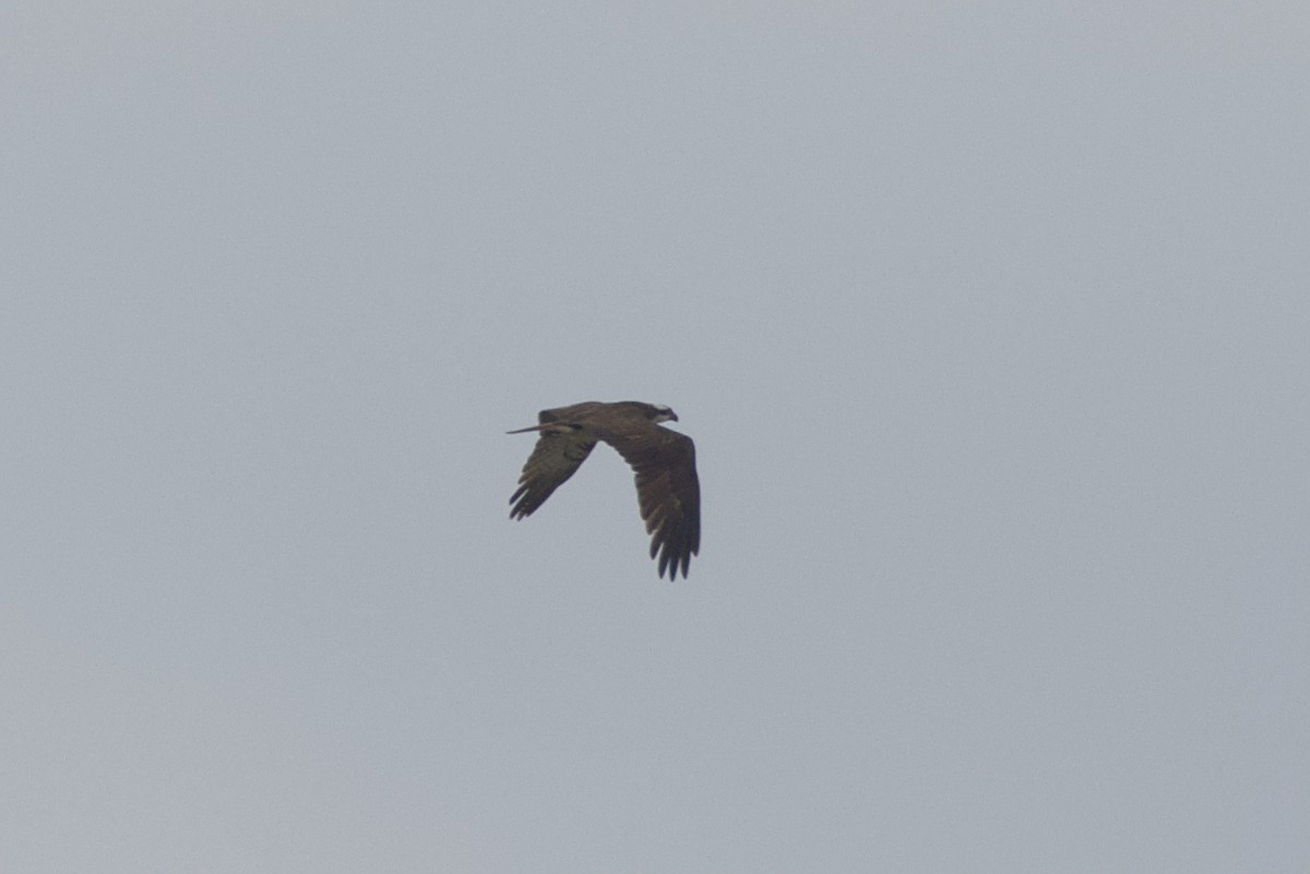 Osprey (haliaetus) - ML604853481