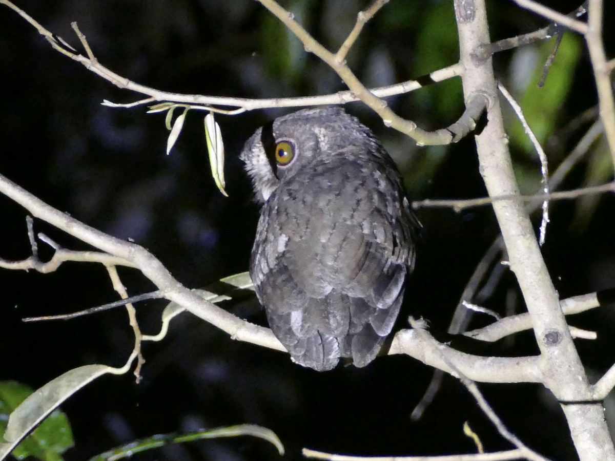 Mentawai Scops-Owl - Peter Kaestner