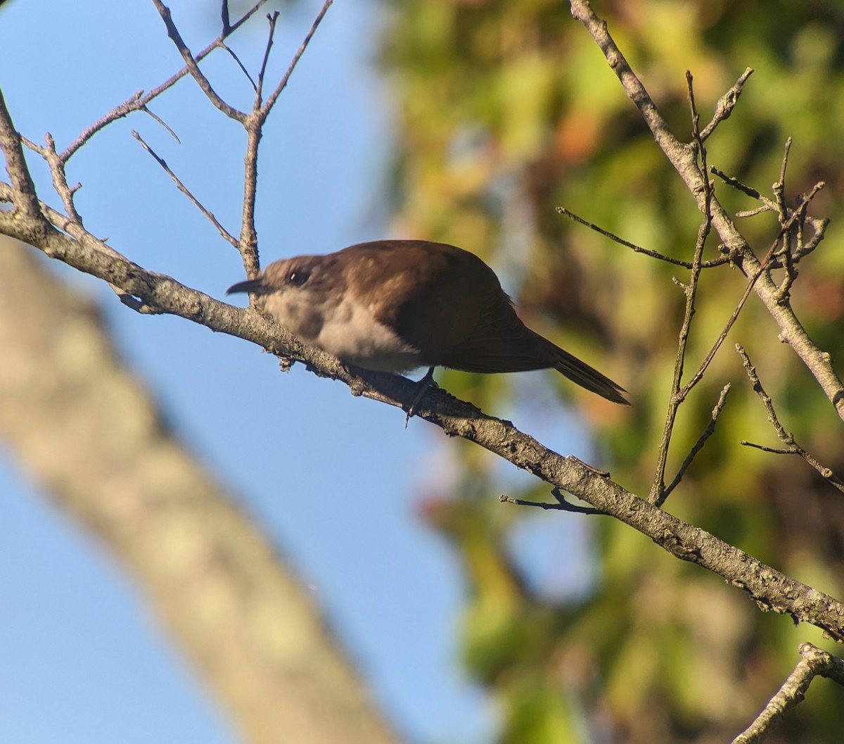 Black-billed Cuckoo - ML604854751