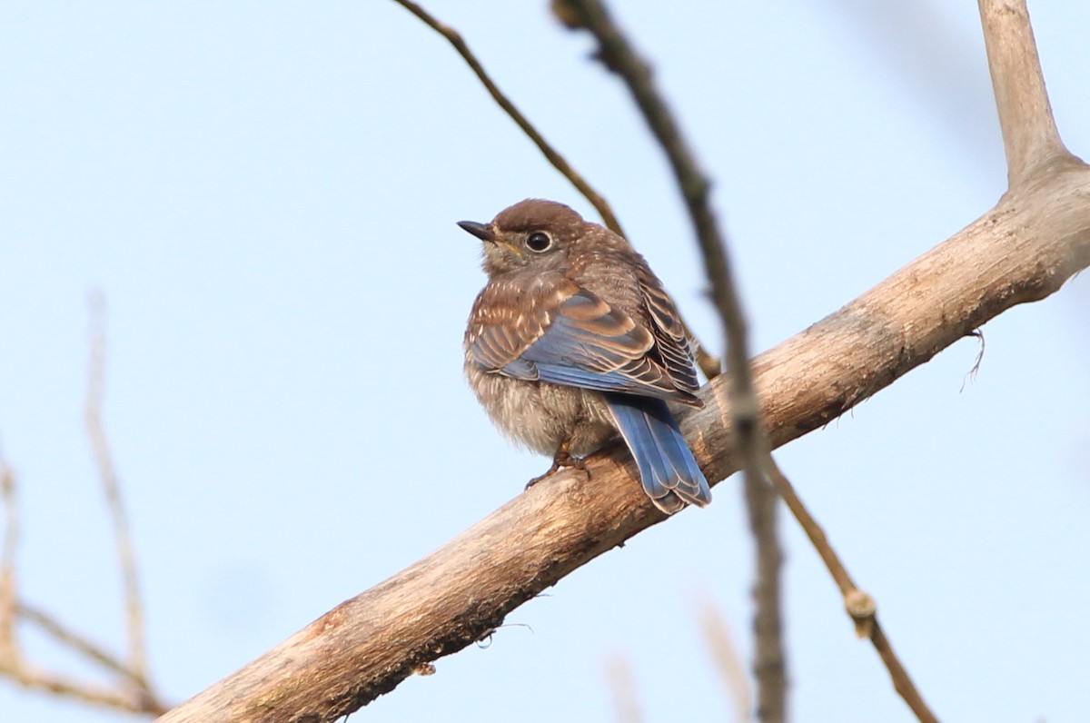 Eastern Bluebird - ML604855301