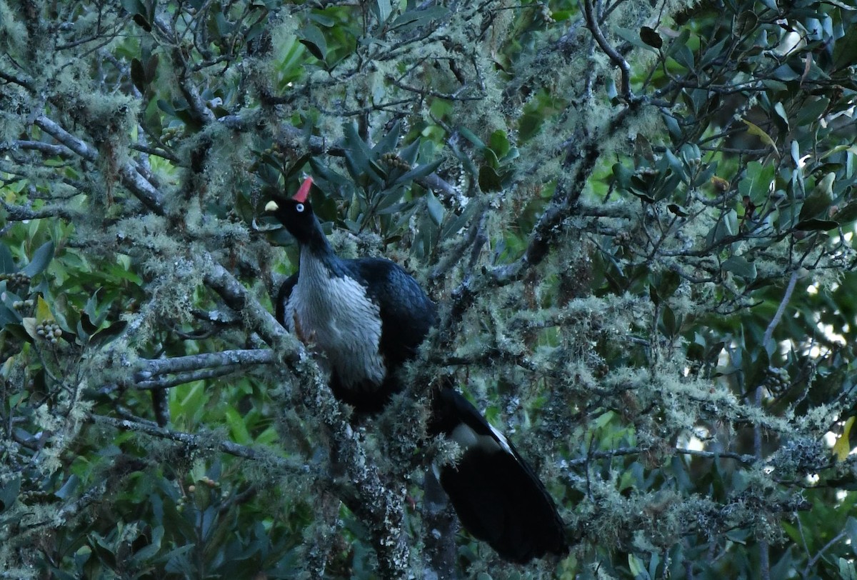 Horned Guan - ML604857211