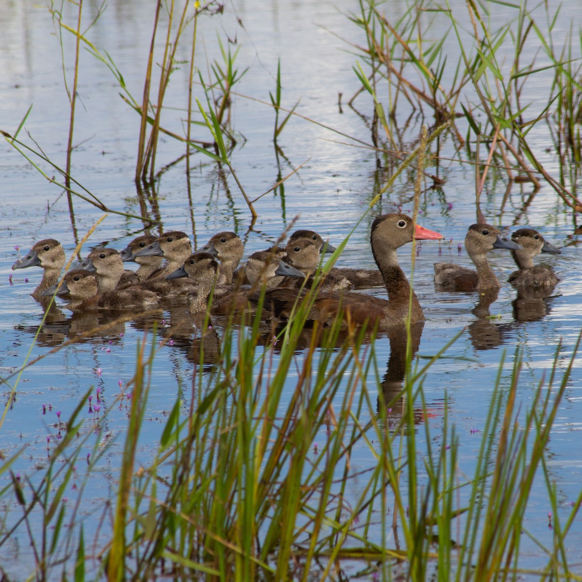 Black-bellied Whistling-Duck - ML604857861