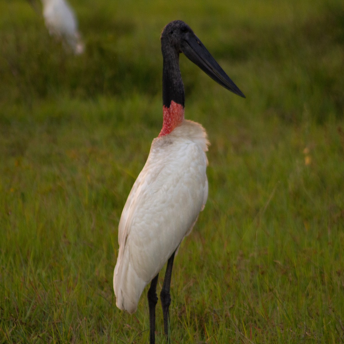 Jabiru - ML604858391