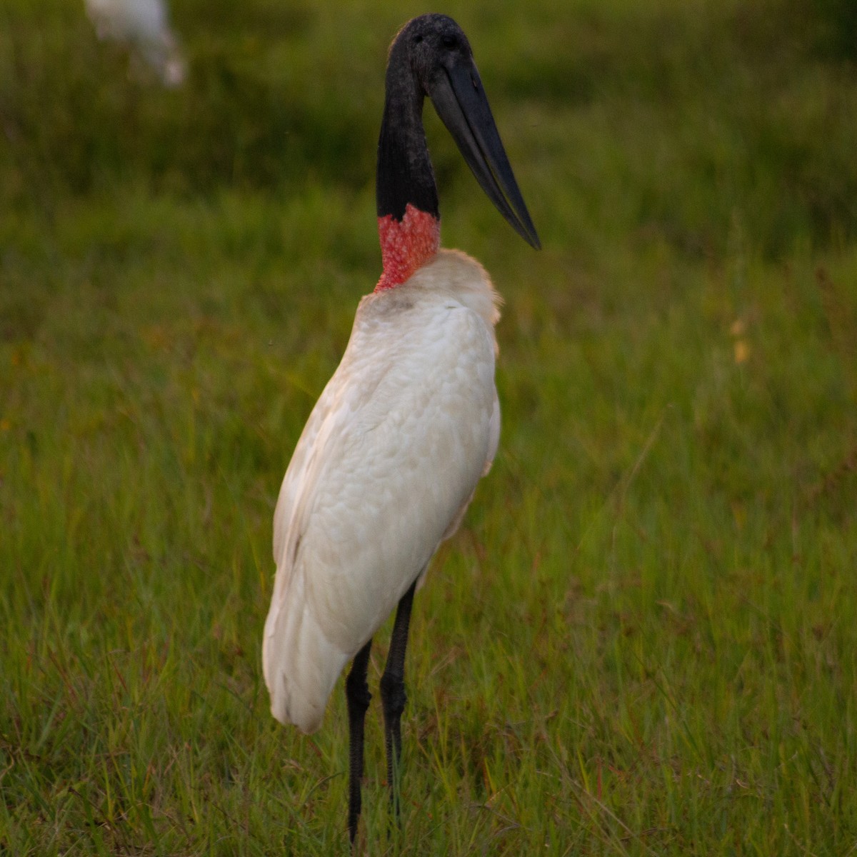 Jabiru - ML604858401