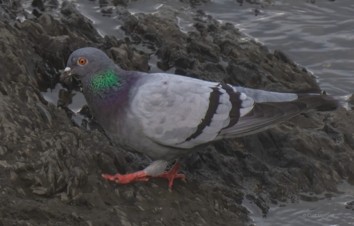 Rock Pigeon (Feral Pigeon) - Curt Morgan