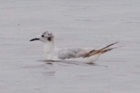 Bonaparte's Gull - ML604859321