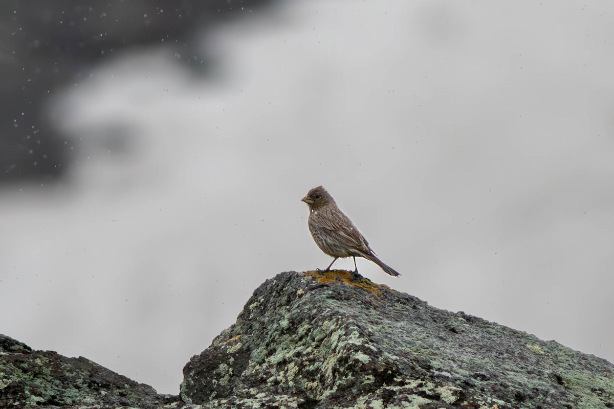 Great Rosefinch - ML604860601