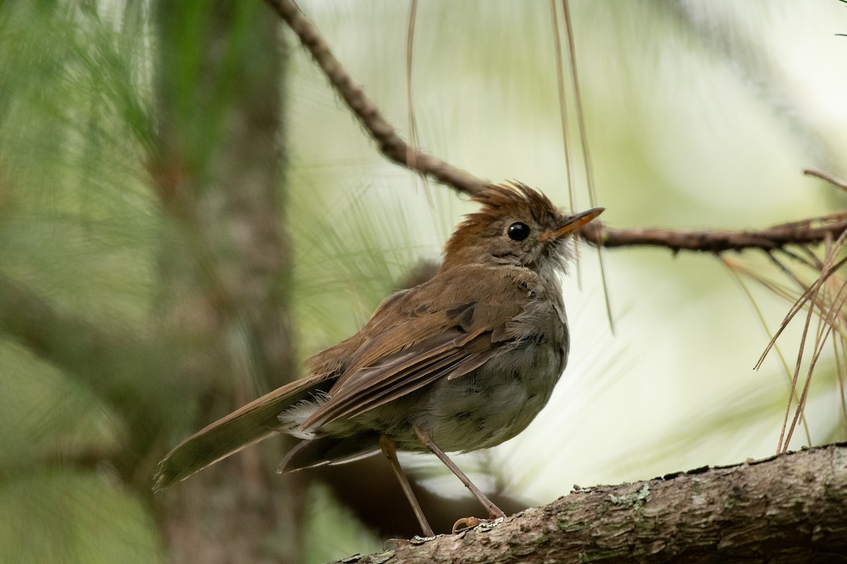 Ruddy-capped Nightingale-Thrush - ML604863181