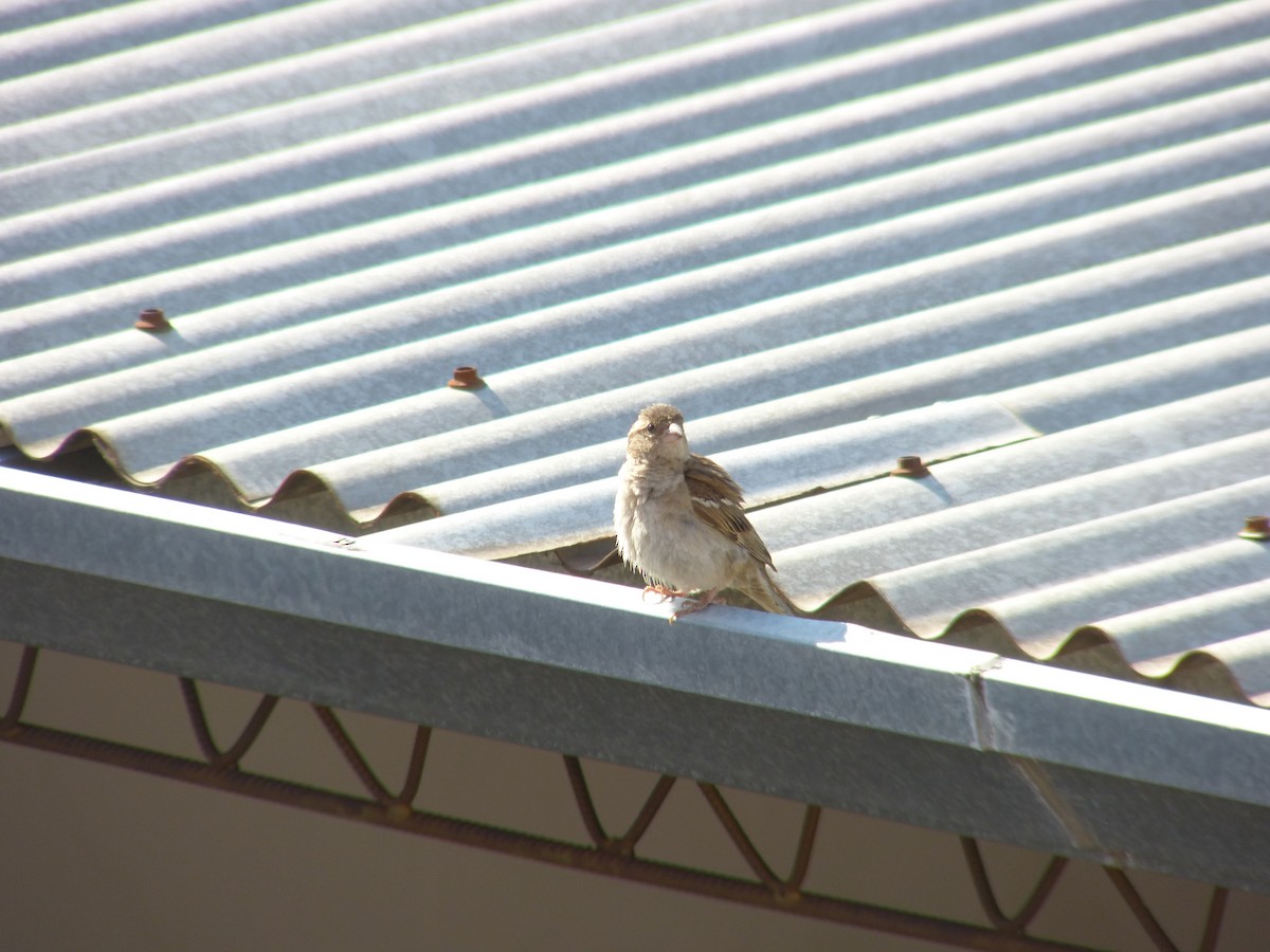 House Sparrow - Gustavo Durán