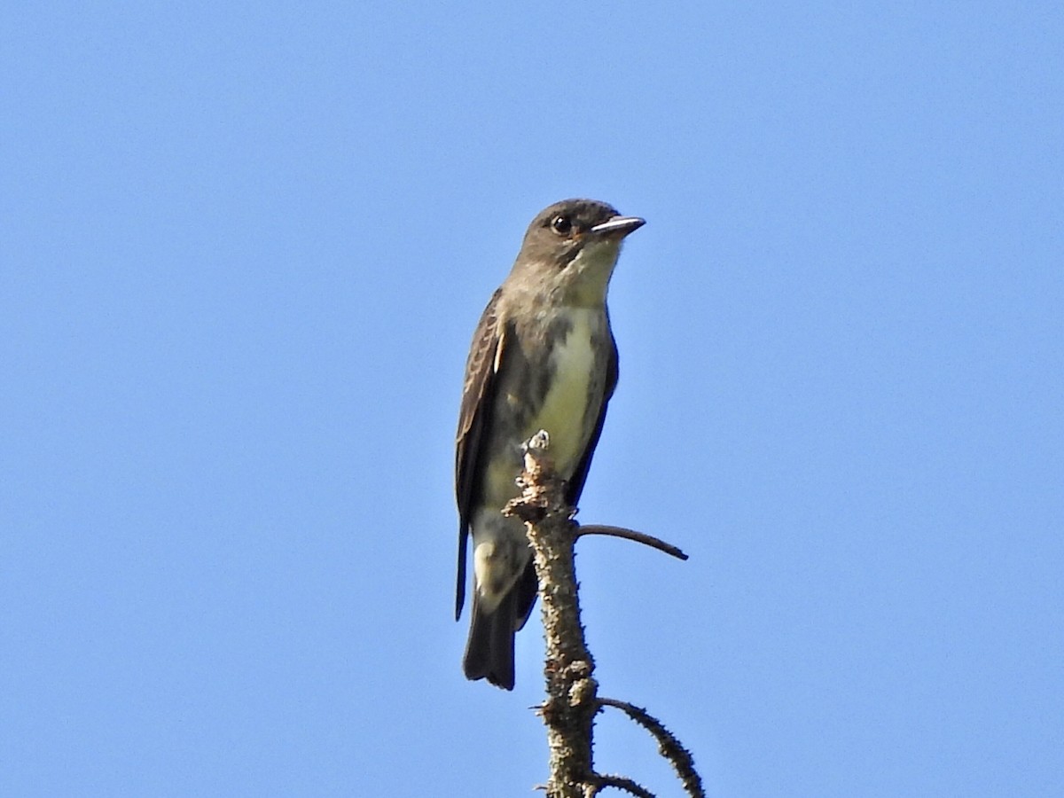 Olive-sided Flycatcher - Deborah Yaworsky