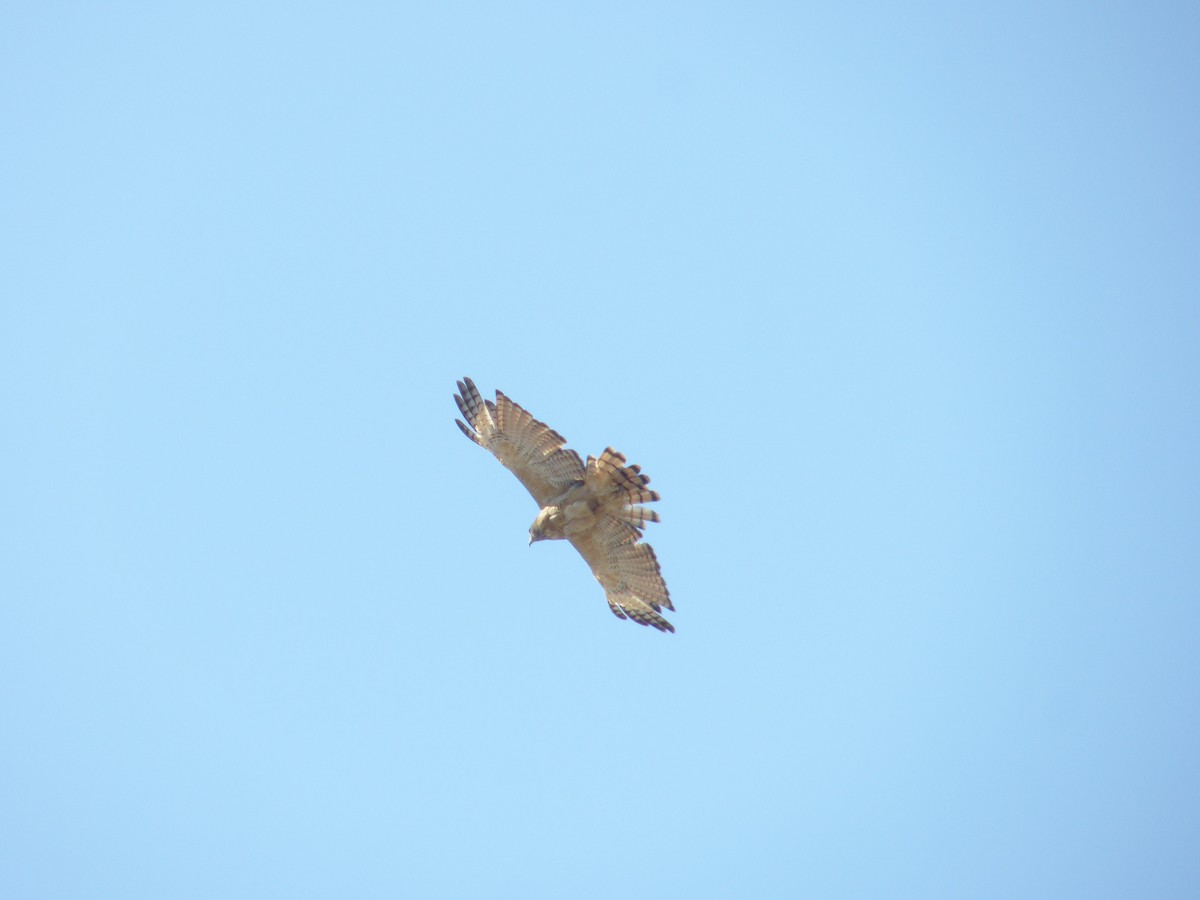 Roadside Hawk - Gustavo Durán