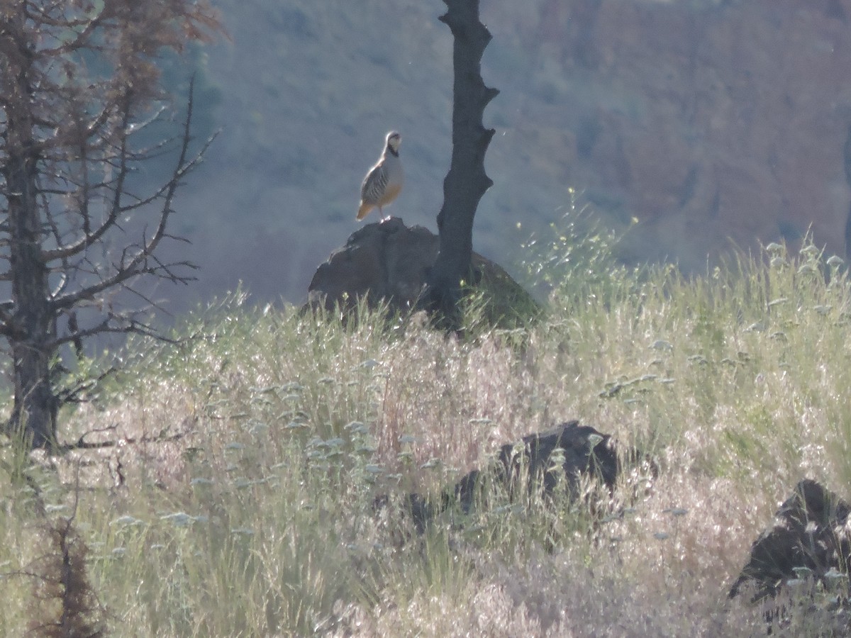 Chukar - James Cubie