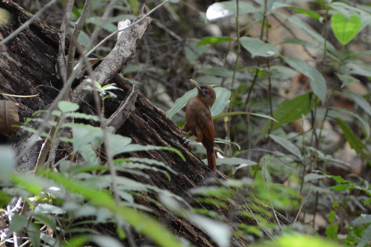 Plain-brown Woodcreeper - David Jeffrey Ringer