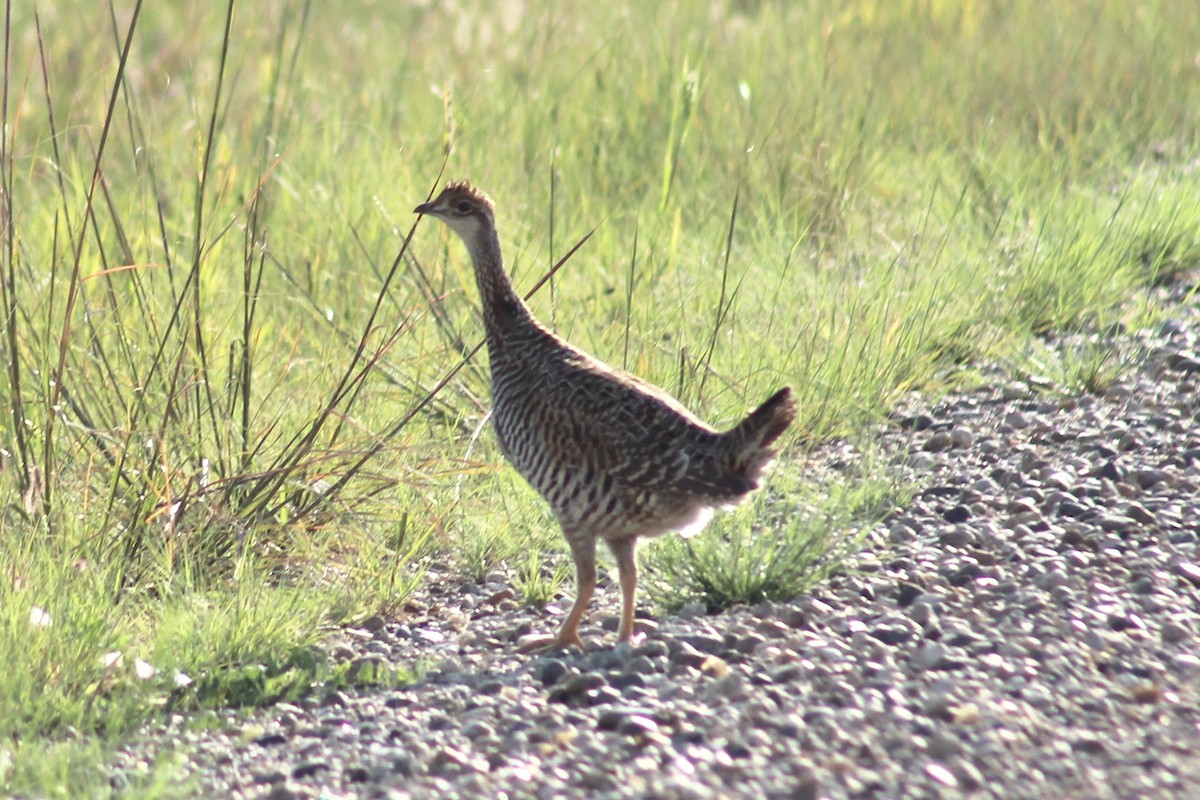 Greater Prairie-Chicken - ML604867181