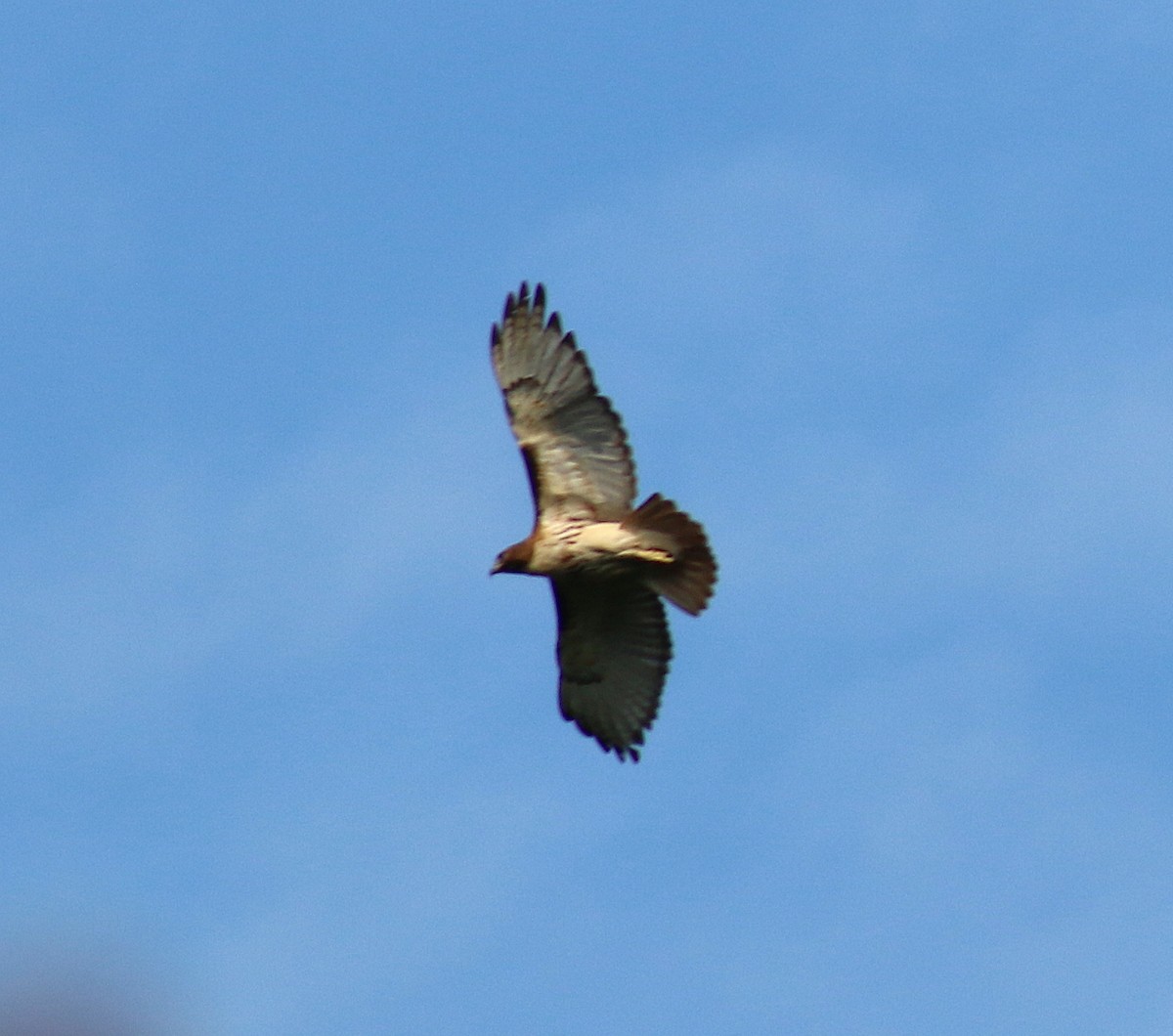 Red-tailed Hawk - ML60486881