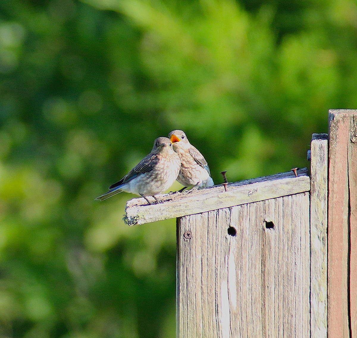 Eastern Bluebird - ML60486961