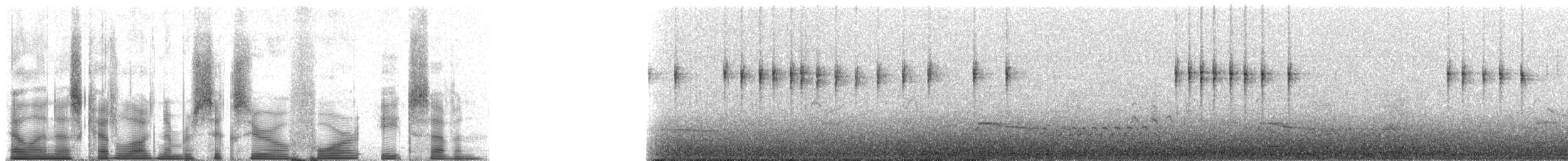 hvitstruperødstjert - ML60487