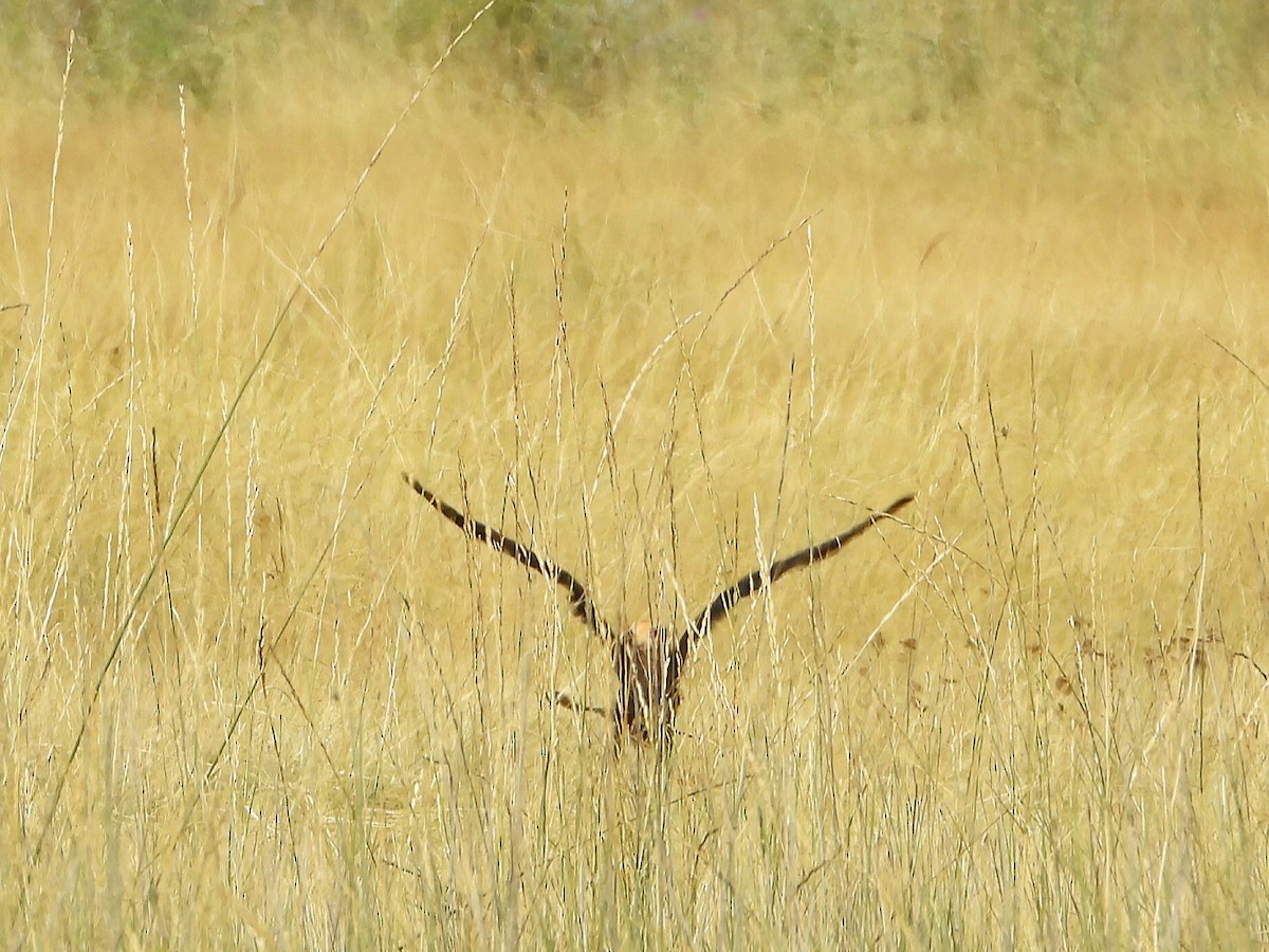 Western Marsh Harrier - ML604870621