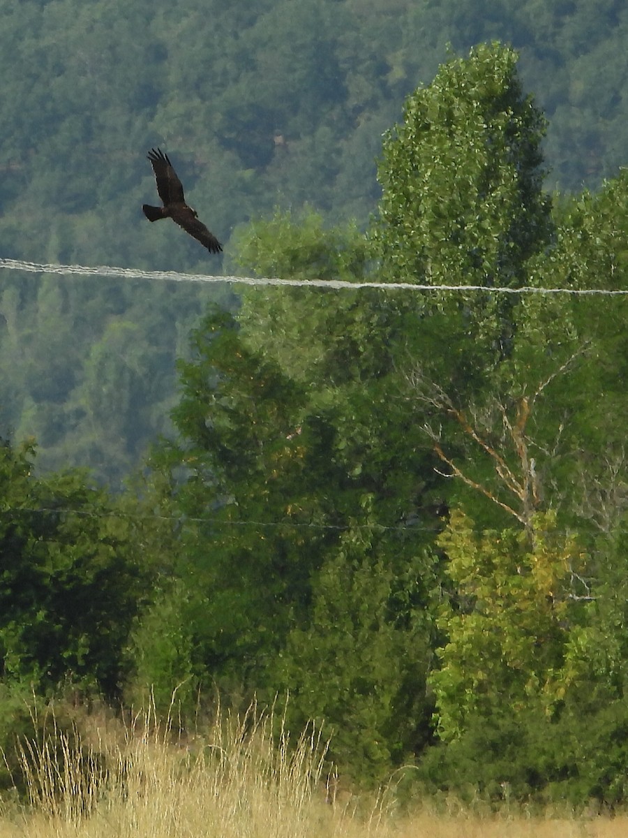 Western Marsh Harrier - ML604870631