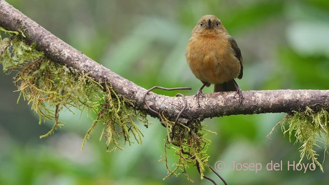 Pinchaflor Flanquiblanco - ML604871271