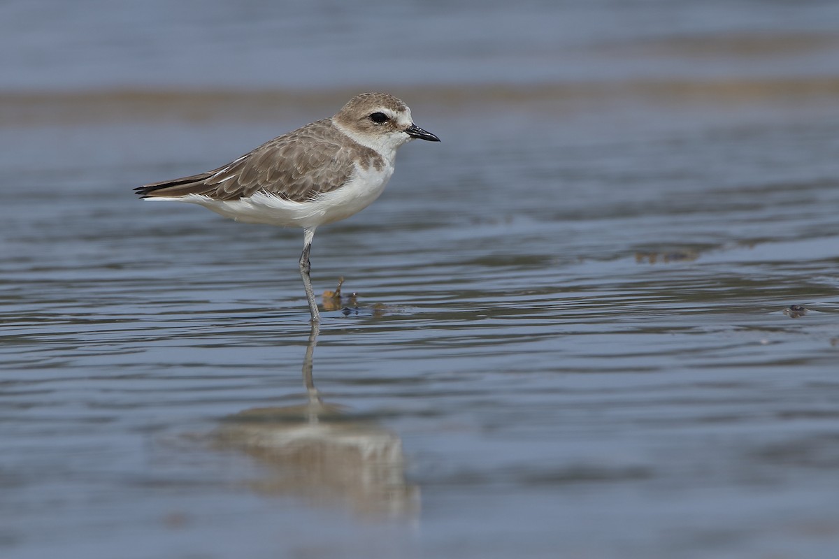 Kentish Plover - Harshith JV