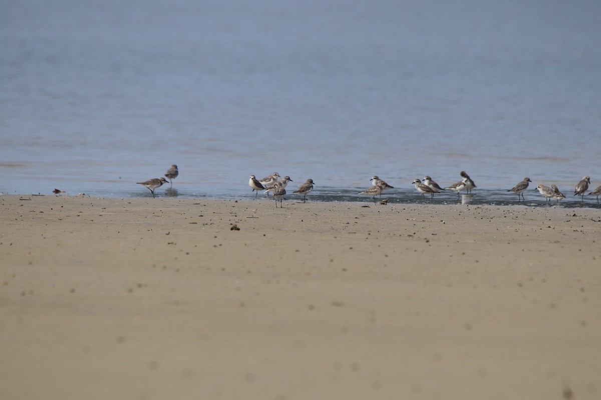 Tibetan Sand-Plover - Harshith JV