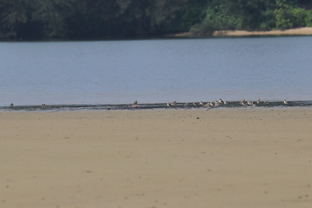 Tibetan Sand-Plover - Harshith JV