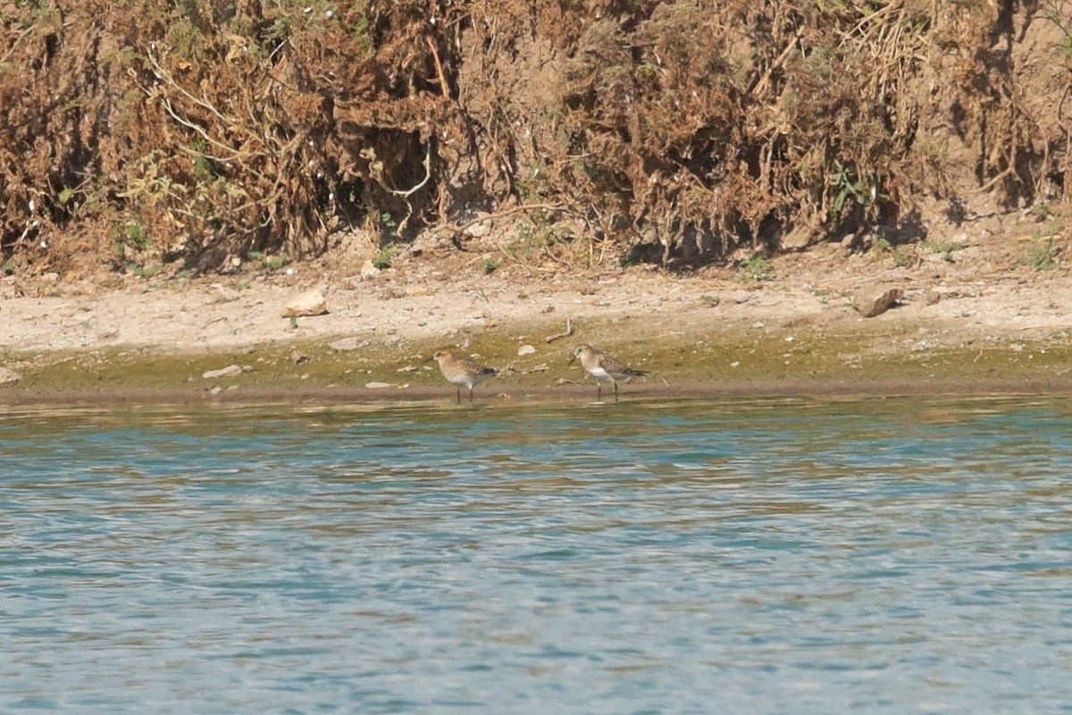 Baird's Sandpiper - ML604871631