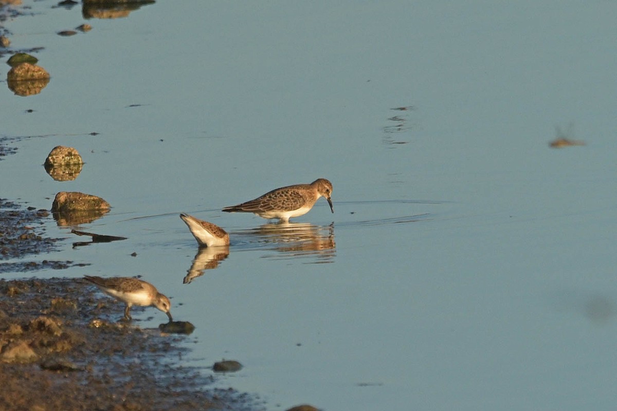 Baird's Sandpiper - ML604872521