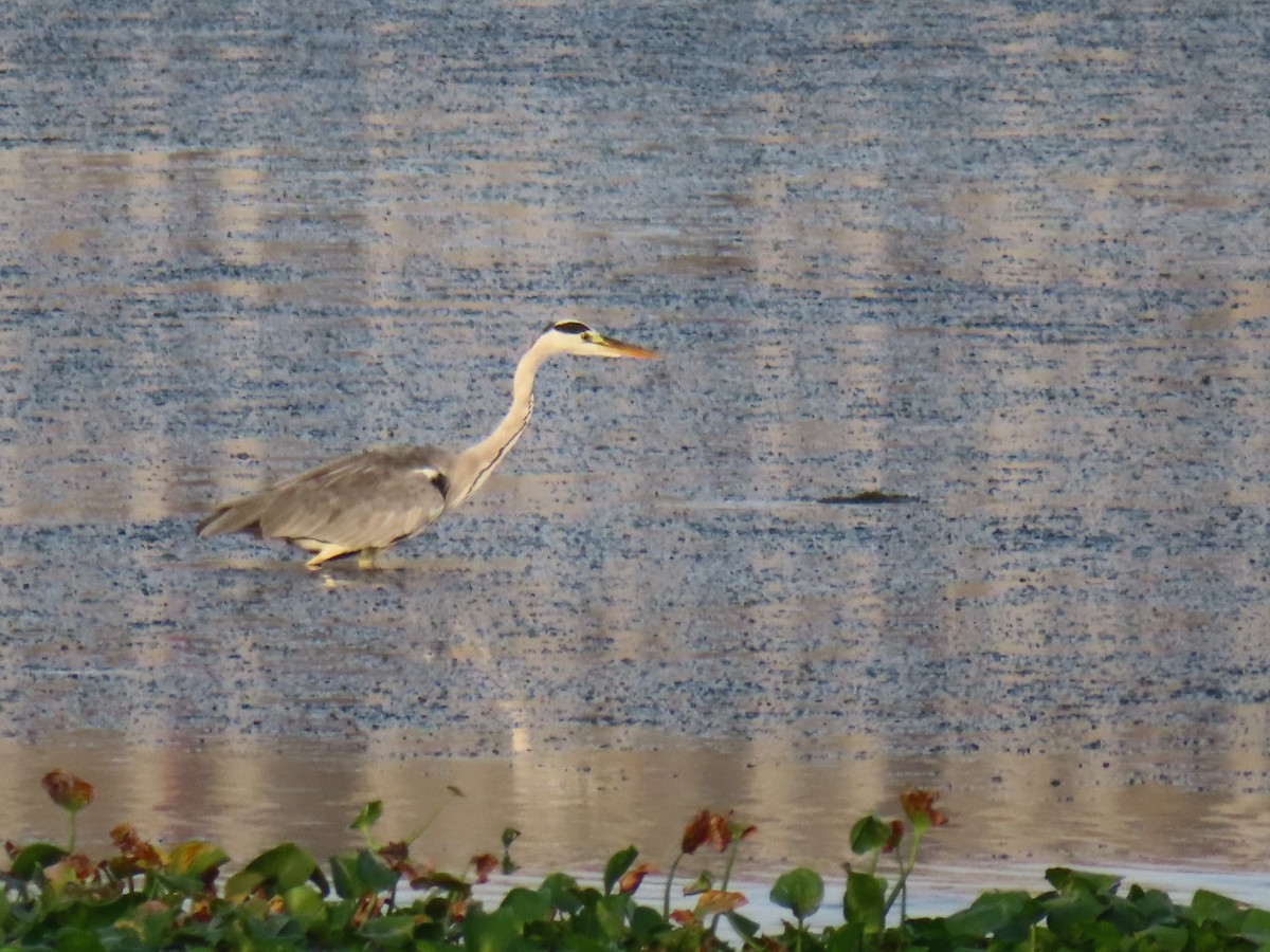 Gray Heron - Sri P