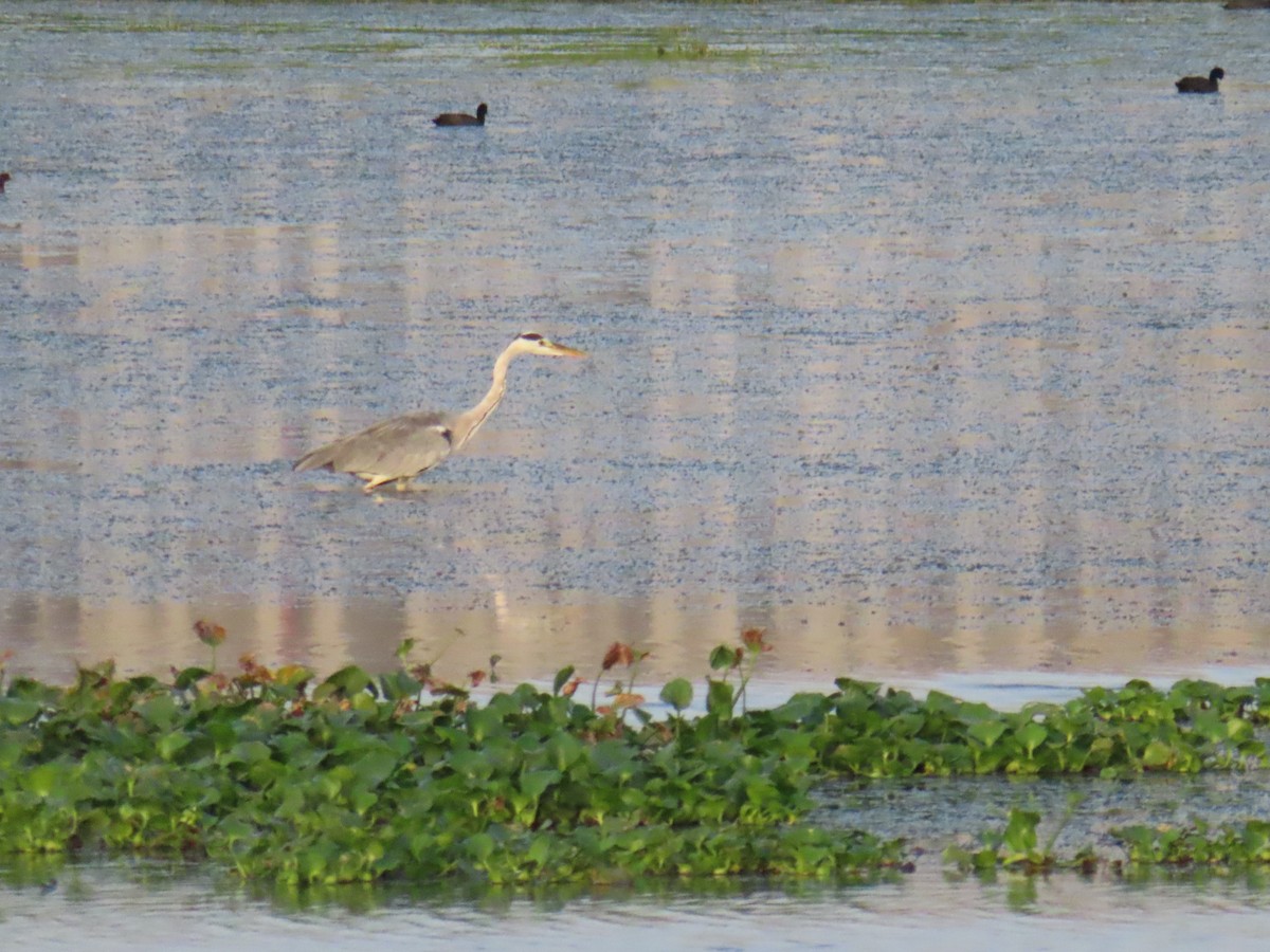 Gray Heron - ML604873291