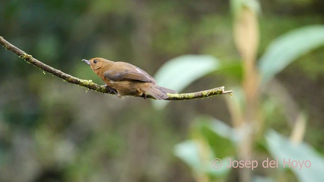 Pinchaflor Flanquiblanco - ML604873621