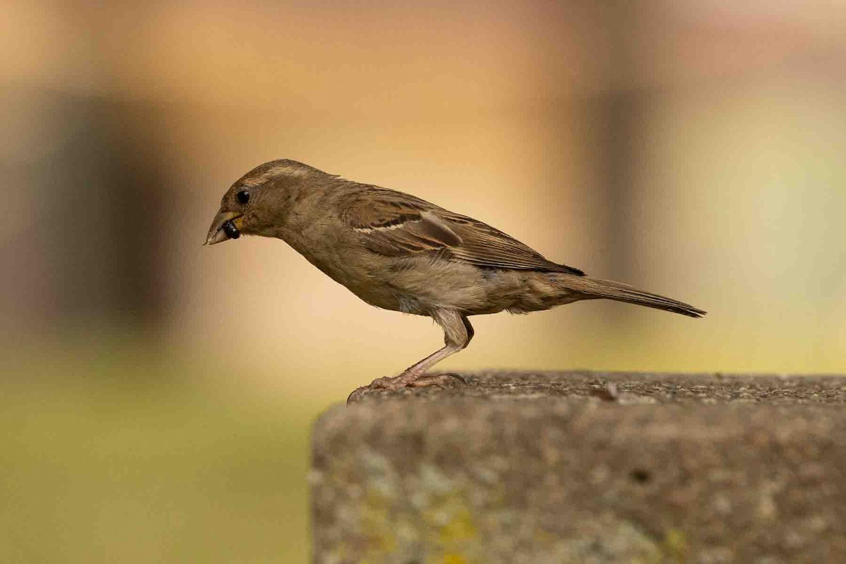 House Sparrow - ML604874831