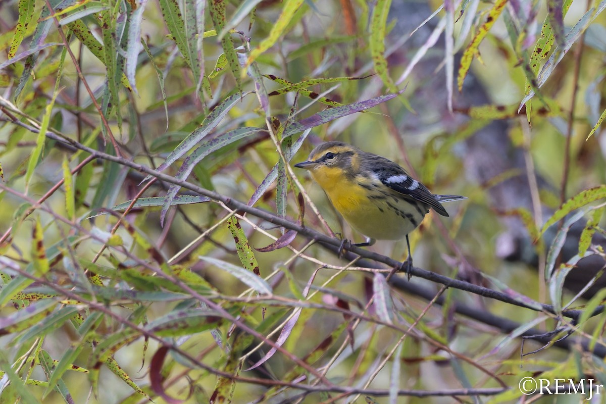 Blackburnian Warbler - ML604875031