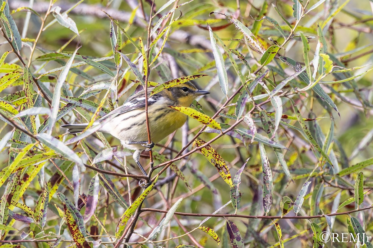 Blackburnian Warbler - ML604875041